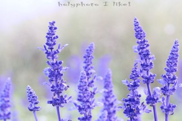holyphotoilike!.jpg