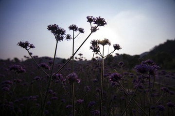 IMG_4297.jpg