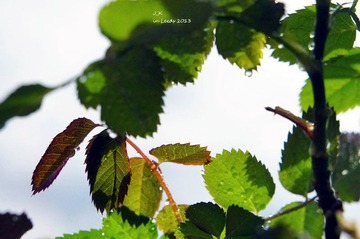 DSC03400_副本.jpg