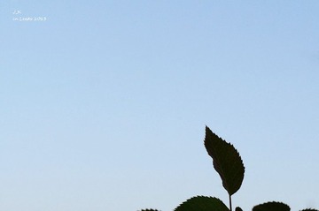 DSC03445_副本1.jpg