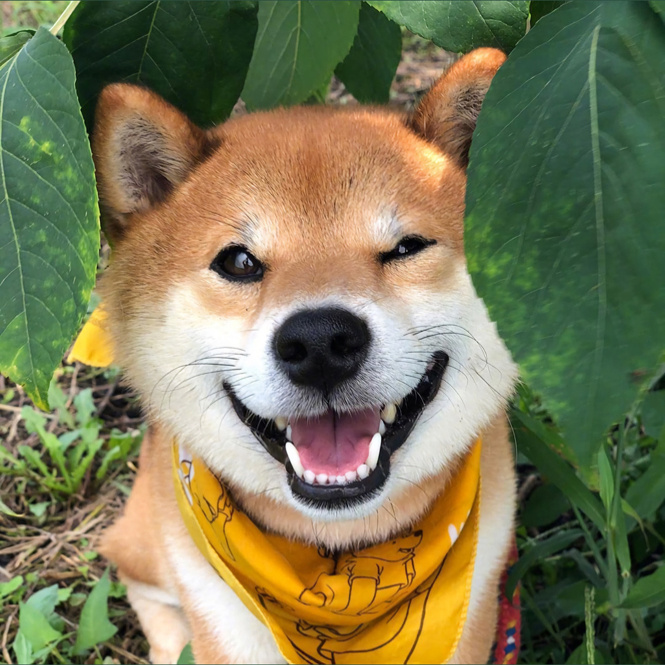 壁纸合集柴犬可夫斯基
