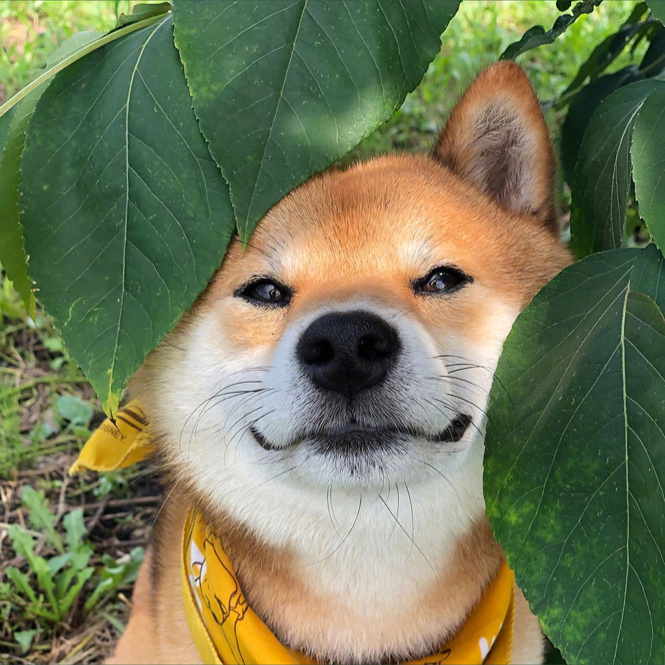 壁纸合集柴犬可夫斯基