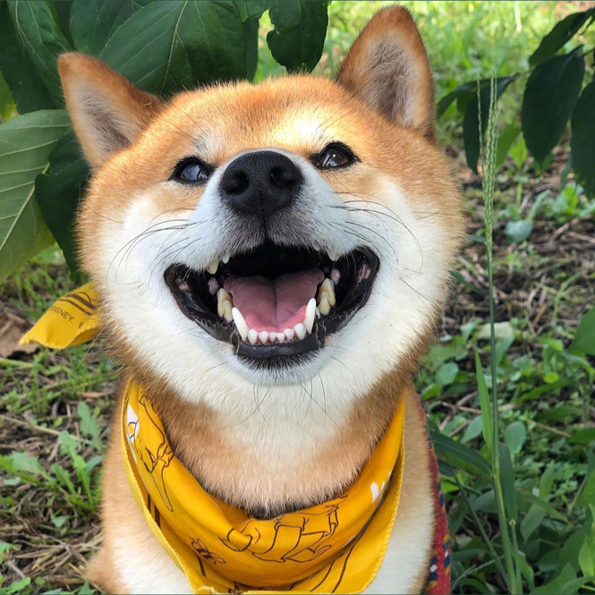 壁纸合集柴犬可夫斯基