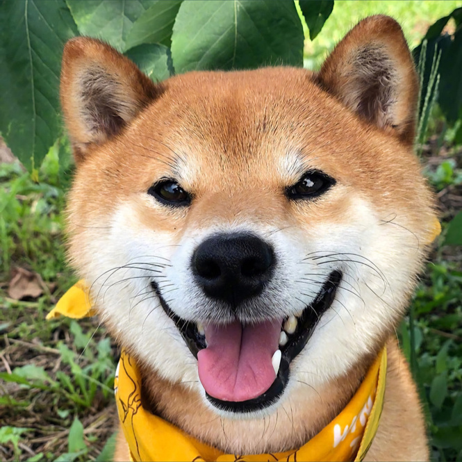 壁纸合集柴犬可夫斯基