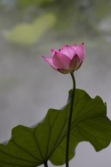 5A14866F-03E1-4781-918E-BB7C0DB1EAEA/L0/001