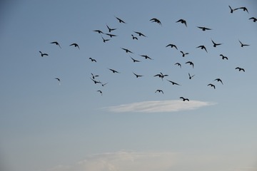 2496286