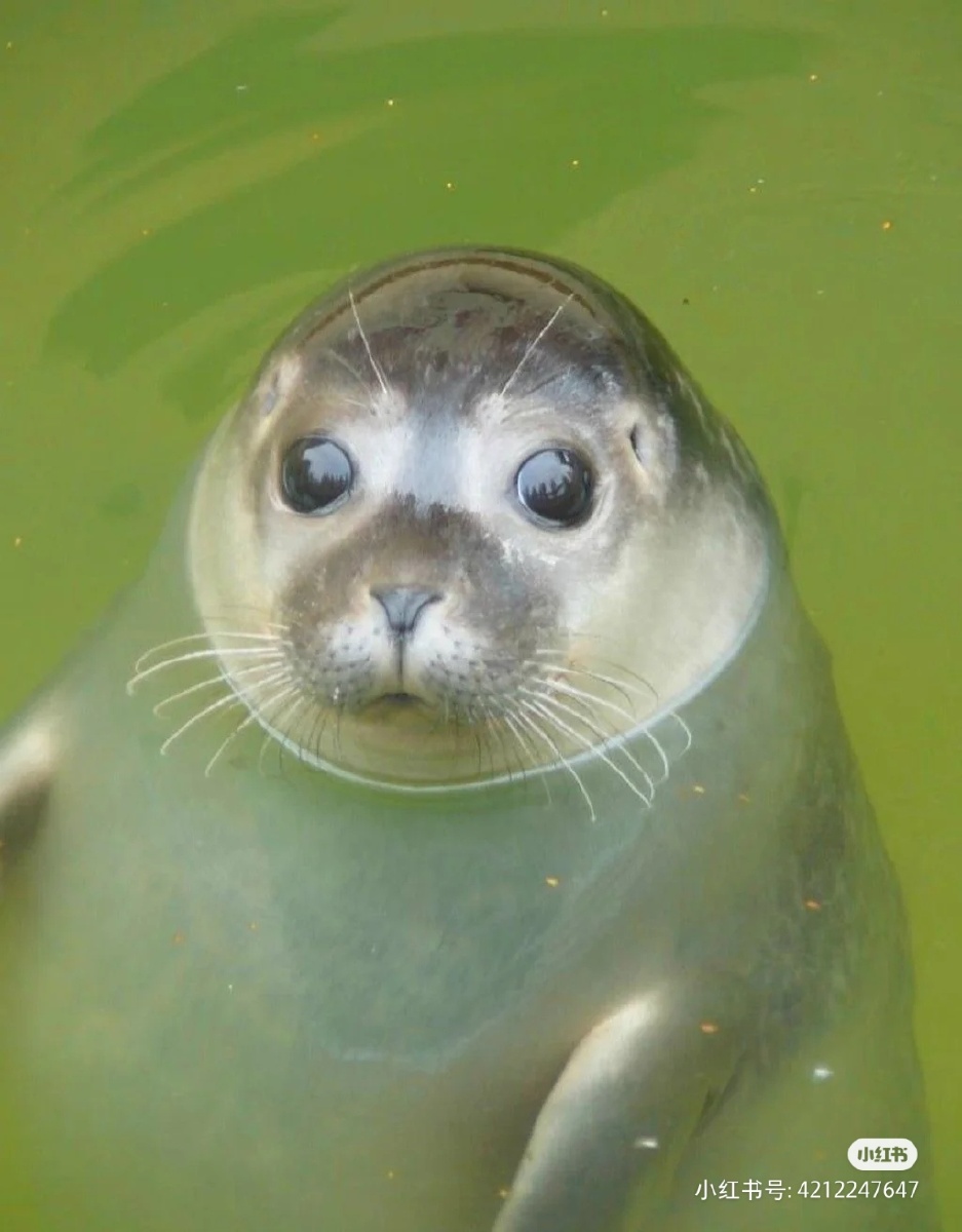 好可爱的小海豹哟