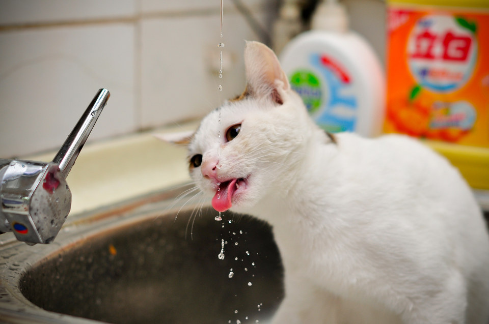 喝口水都能如此优雅