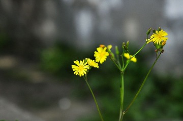 20120324-DSC_5679.jpg
