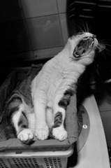 20120405-DSC_7092.jpg