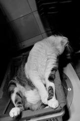 20120405-DSC_7082.jpg