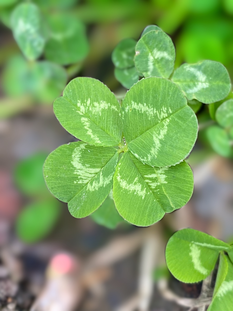 iphone摄影四叶草白花车轴草