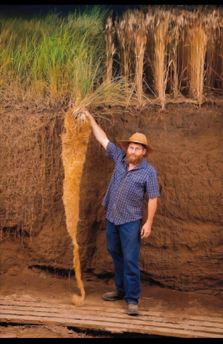 没有保护的野草只能拼命向下扎根