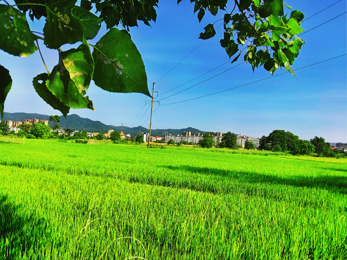 有比绿色更让人轻松的色彩了吗