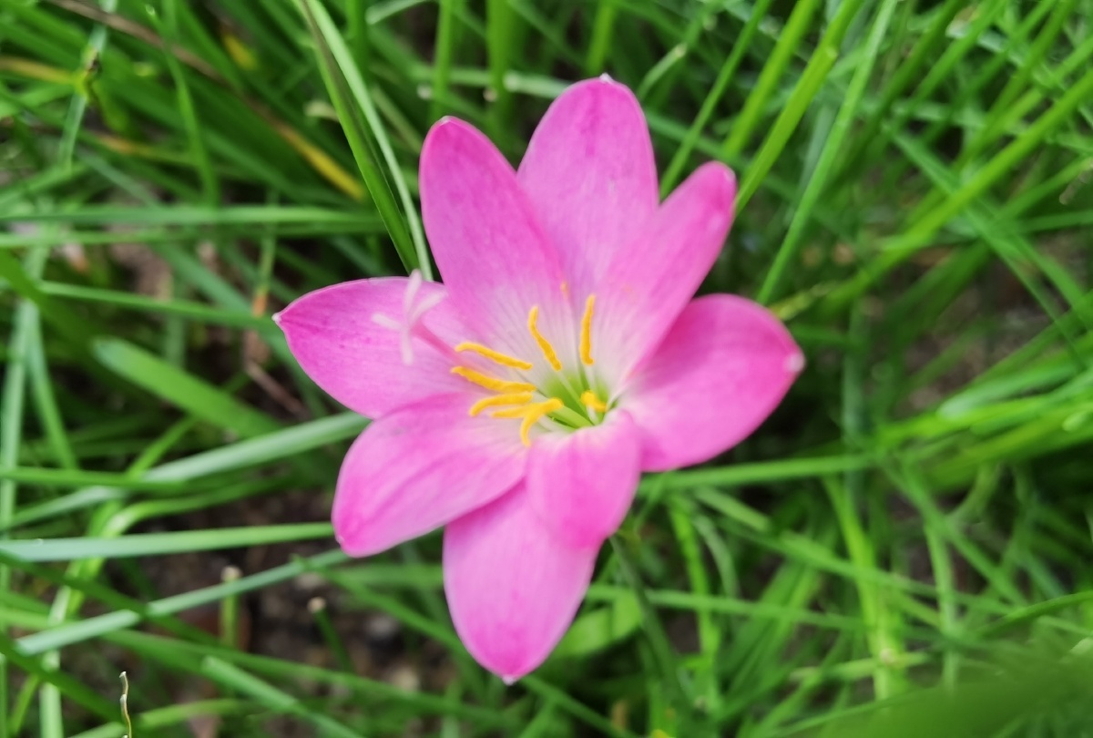 清晨穆氏文殊兰盛开了