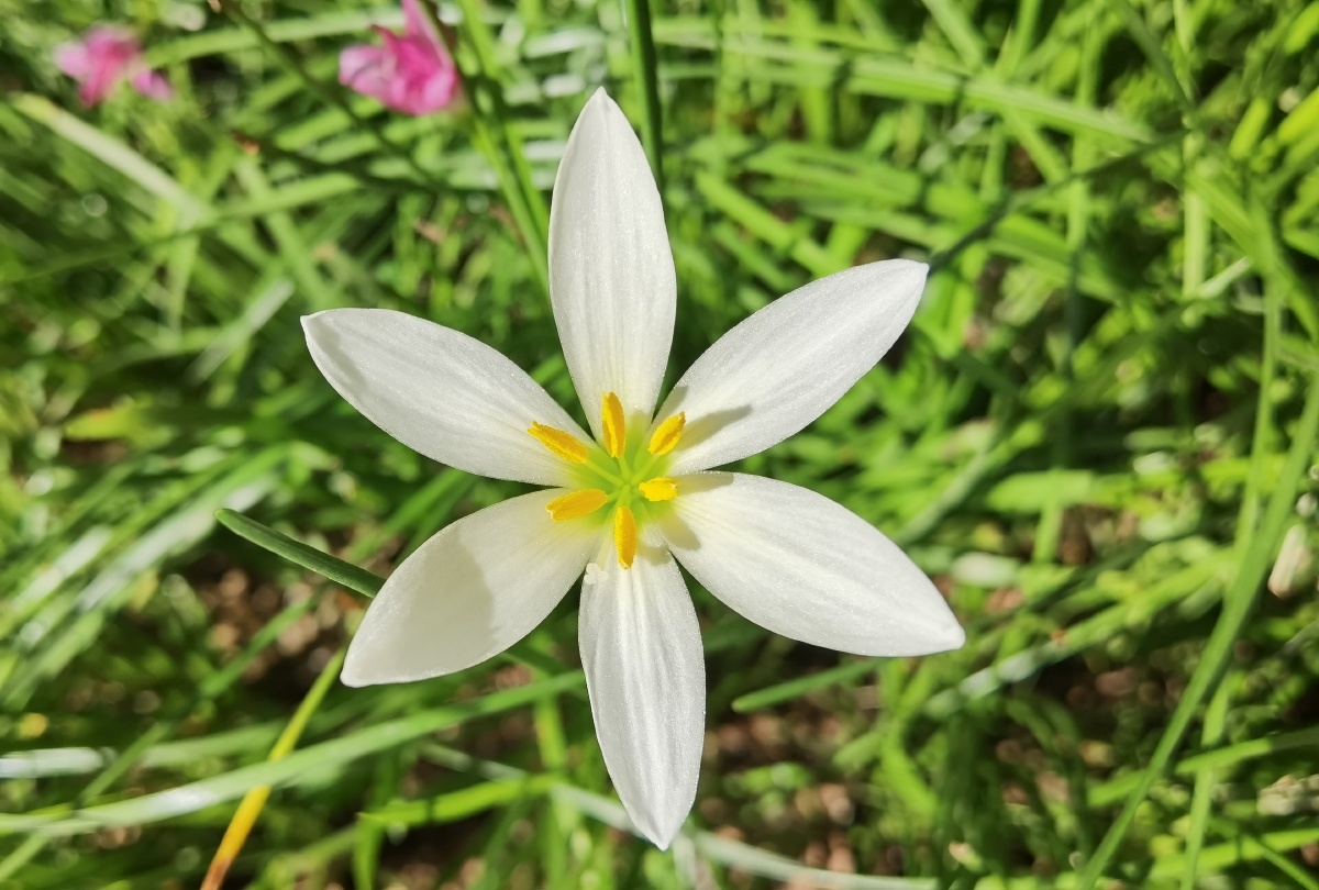 清晨穆氏文殊兰盛开了