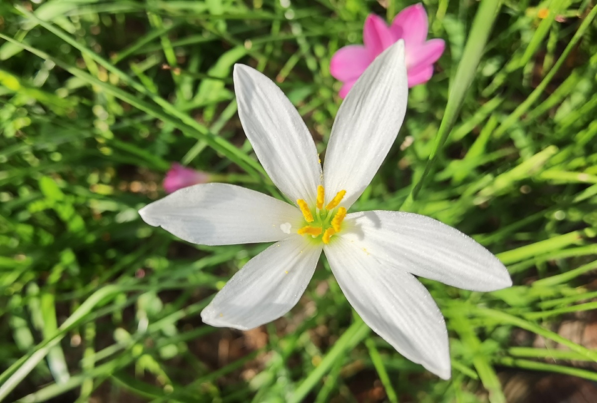 清晨穆氏文殊兰盛开了