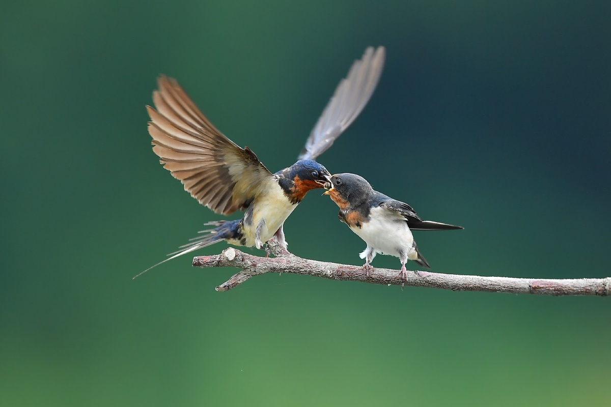 飞鞋2020年8月22日1171关注母爱在图虫看动物世界华南理工大学摄影圈