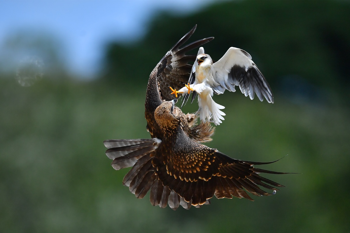 狭路相逢勇者胜