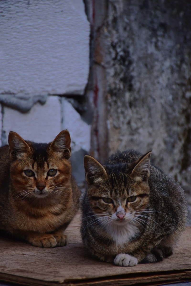 两只小野猫的午后街拍