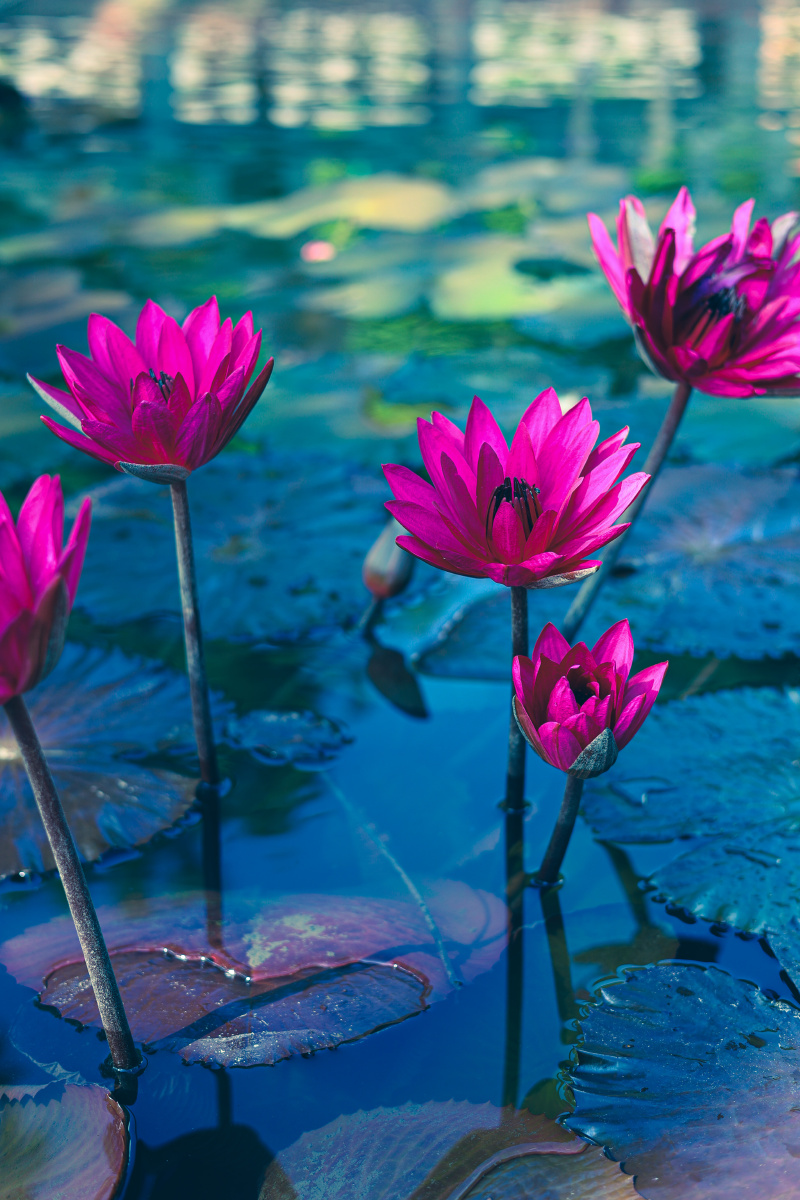 同心芙蓉并蒂双莲代表吉祥喜庆善良美丽并蒂双莲一茎生两花花各有蒂蒂
