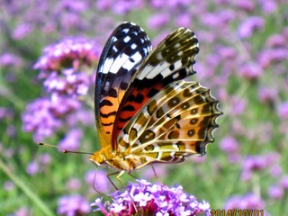 D96319D0-1DB7-4744-93F4-6A2D99564CD1/L0/001