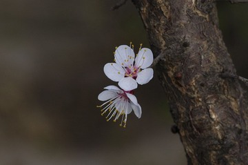 DSC_0008.jpg