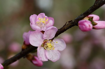 DSC_6279.jpg