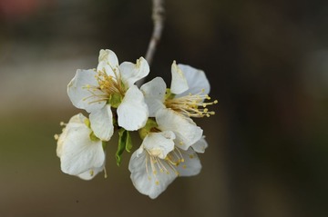 DSC_6283.jpg
