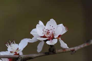 DSC_6287.jpg