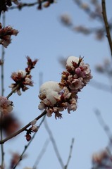 DSC_6298.jpg