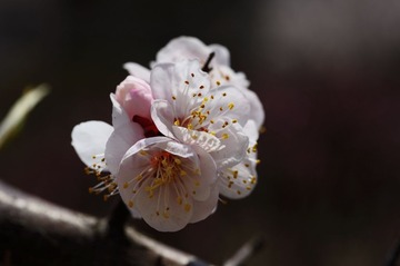DSC_6312.jpg