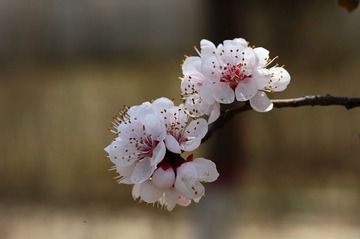 DSC_6316.jpg