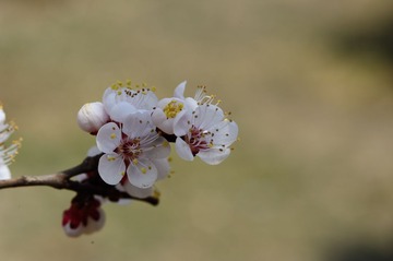 DSC_6319.jpg