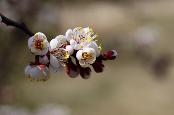 DSC_6321.jpg
