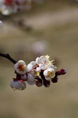 DSC_6322.jpg