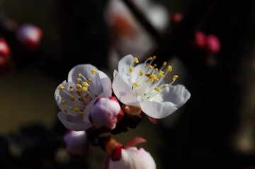 DSC_6329.jpg