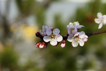 DSC_6339.jpg
