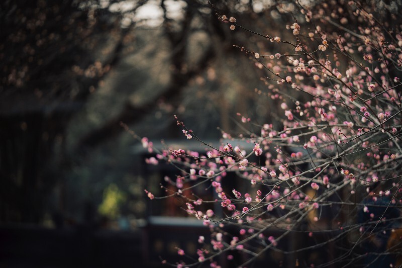 梅花香自苦寒来