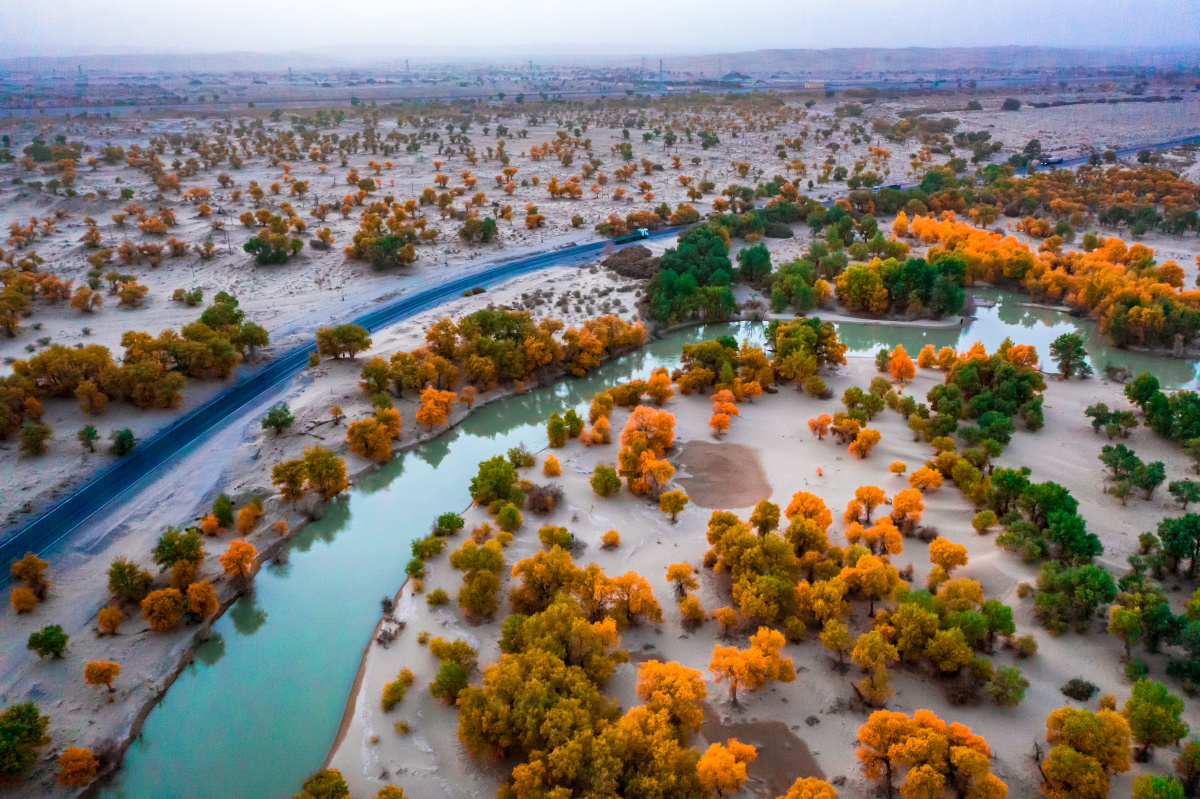 航拍秋天的新疆塔克拉玛干沙漠阿拉干胡杨林 - 青鸟影像 - 图虫