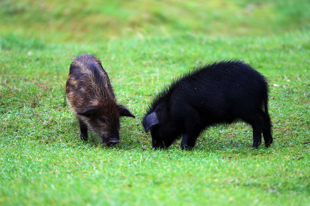 藏香猪又名"人参猪"和"蕨麻猪",是一种畜禽品种,是川西高原,云南,西藏