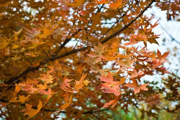 DSC00236.jpg