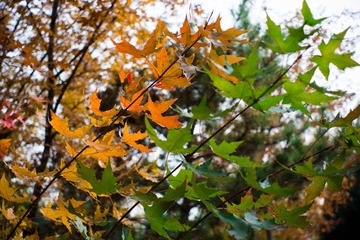 DSC00241.jpg