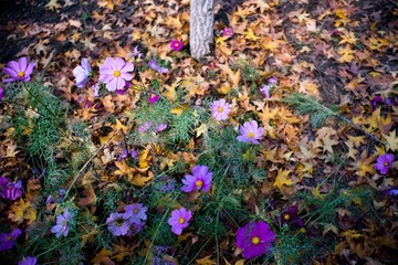 DSC00287.jpg