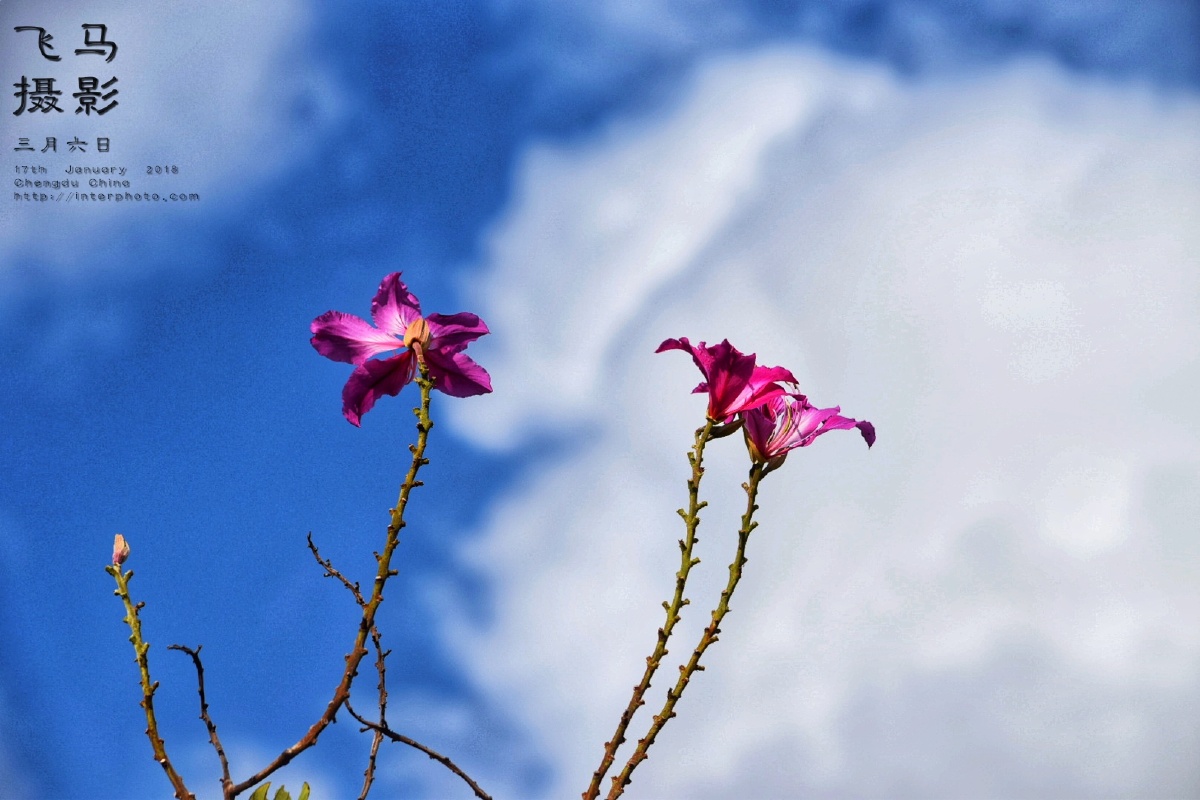 花无叶