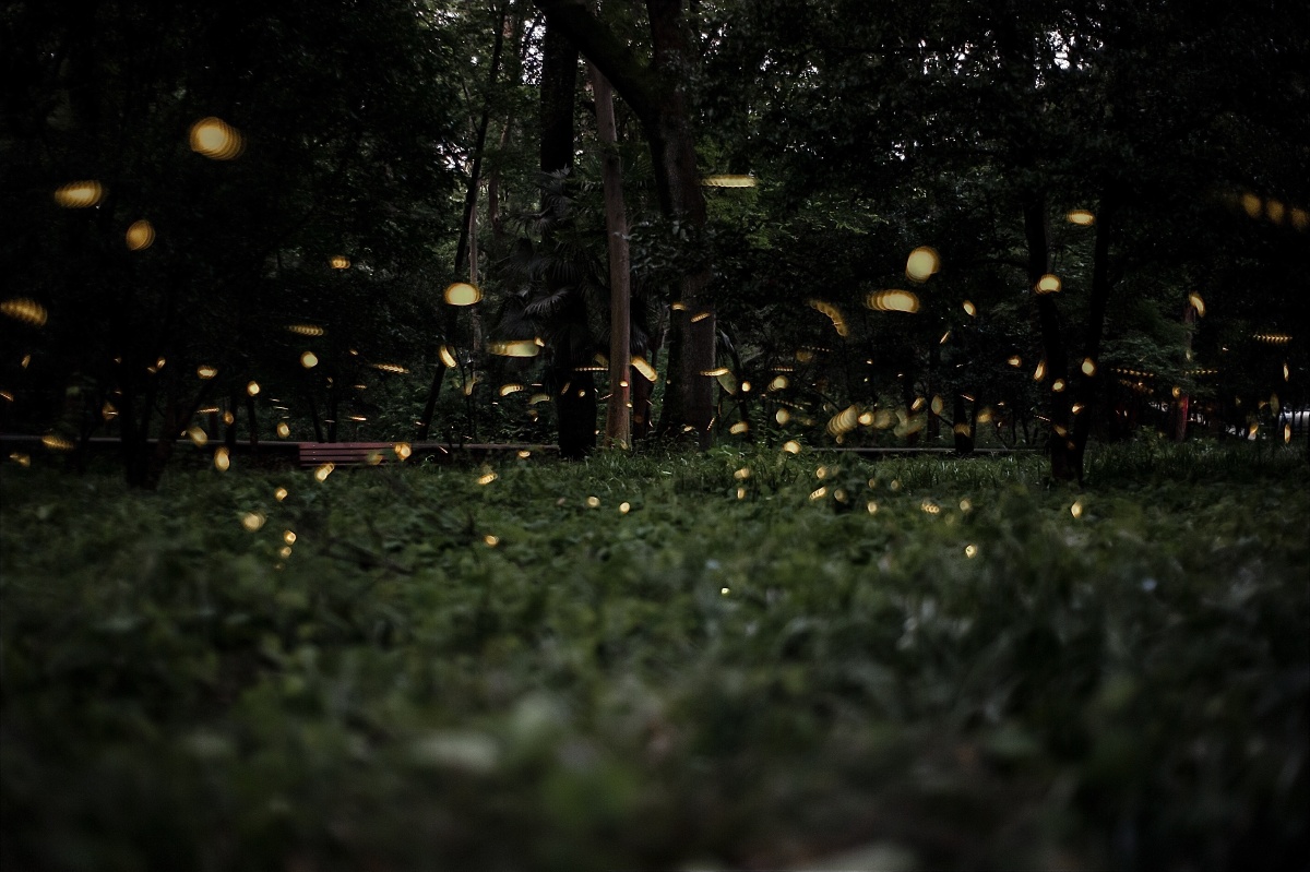 灵谷寺夏夜仲夏流萤