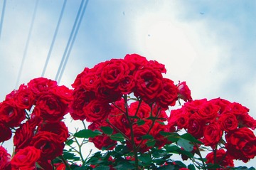 48EEC581-94D4-478D-BB13-A5CD25971F46/L0/001