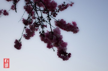 梅花2.jpg