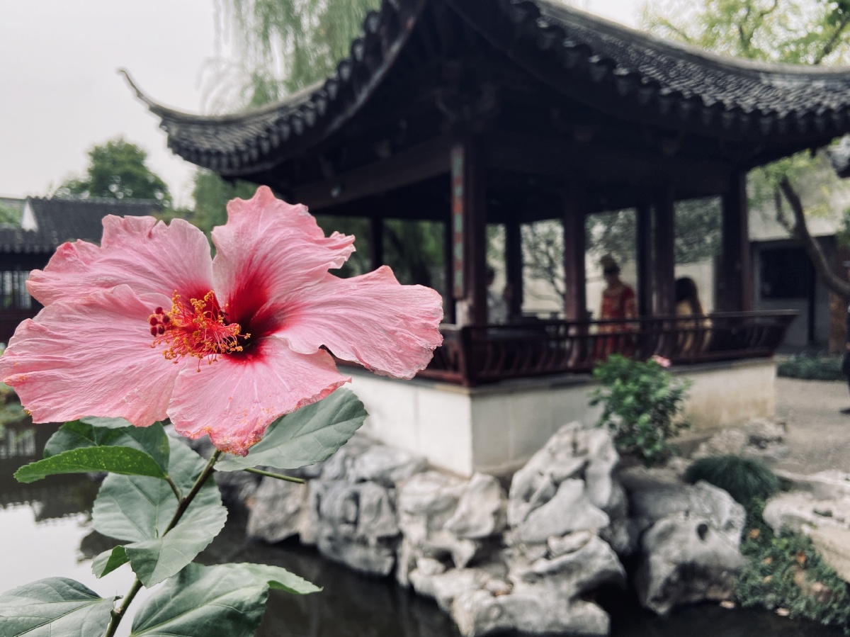 苏州艺圃的木槿花