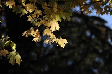 DSC_8286.JPG